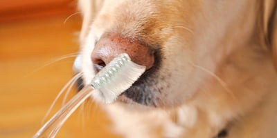 Entretenir les Dents de votre Chien