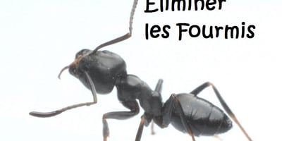 Comment Éliminer les Fourmis Naturellement dans la Maison