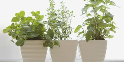 Comment Créer un Jardin de Fines Herbes Intérieur