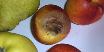 Comment Se Débarrasser des Mouches à Fruits