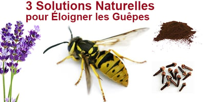 Comment Éloigner les Guêpes ?