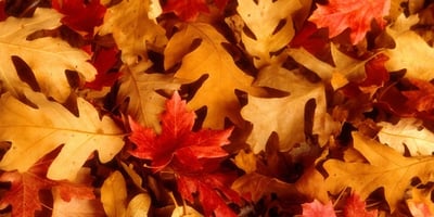 Idées Ingénieuses pour Utiliser les Feuilles D'automne Idées Ingénieuses pour Utiliser les Feuilles D'automne