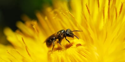 Piqûre de Guêpe ou D'abeille - Que Faire ?