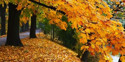 Mémo pour L'automne Mémo pour L'automne