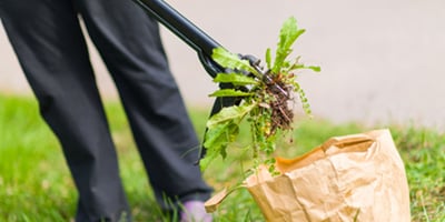 Mauvaises Herbes : 4 Solutions Naturelles