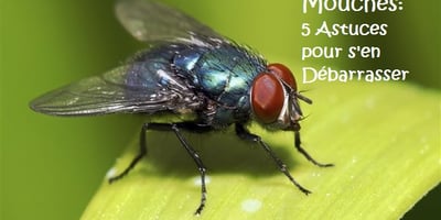 Mouches : 5 Astuces pour s’en Débarrasser