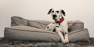 Nettoyer les Poils de Chiens sur le Canapé