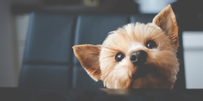 Pourquoi mon Chiot Urine-t-il sur le Sol Quand la Visite Arrive?