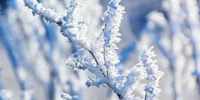 5 Remèdes de Grand-Mère pour Lutter Contre le Froid