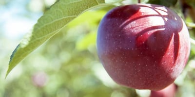 Trucs et Astuces; Bienfaits de la Pomme