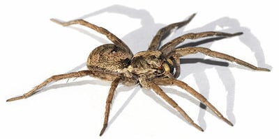 8 trucs naturels contre les araignées