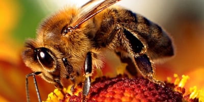 Une étude de Harvard prouve pourquoi les abeilles sont toutes en train de disparaître