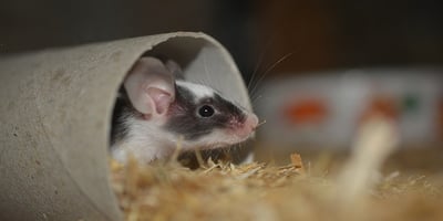 Voici Comment se Débarrasser des Souris sans les Tuer Voici Comment se Débarrasser des Souris sans les Tuer