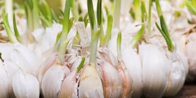 Vous Jetez L’ail Germé? – Vous Faites une Grosse Erreur!