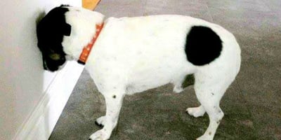 Trouvez votre chien/chat dans cette Position, Rendez-vous chez le Vétérinaire