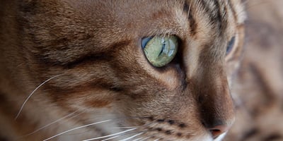 Accueillir un Chat à la Maison