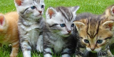 Nos Animaux de Compagnie peuvent-ils Manger Comme Nous Nos Animaux de Compagnie peuvent-ils Manger Comme Nous