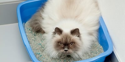 Atténuer L'odeur D'urine de Chat sur un Tissu