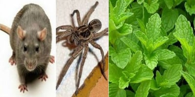 Avec cette Méthode vous ne Verrez Plus ni Rats, Ni Araignées et Ni Insectes dans Votre Maison !