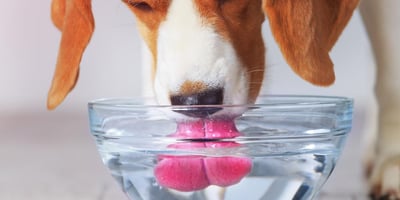 Bol pour Animaux, le 4e Item le Plus Sale de Votre Maison