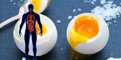Ce qui se Passe Quand vous Mangez 3 Oeufs Chaque Jour…