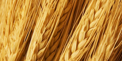Ces Aliments qui nous Rendent Malades