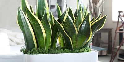 Ces Plantes Purifient L’air en 6 Heures Ces Plantes Purifient L’air en 6 Heures