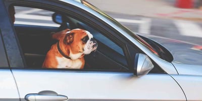 [SÉCURITÉ] Chien en Auto ce que Dit la SAAQ