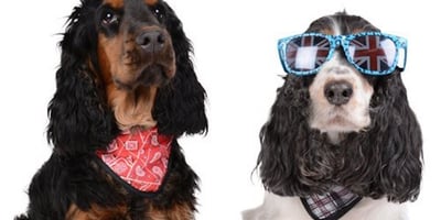 Chien et Canicule : Comment Bien la Supporter
