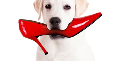 Chien qui Ronge les Souliers