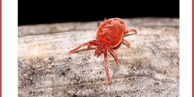 Comment Lutter contre les Araignées Rouges