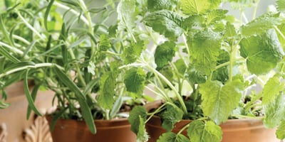 Comment Avoir des Fines Herbes Fraîches tout L'hiver Comment Avoir des Fines Herbes Fraîches tout L'hiver