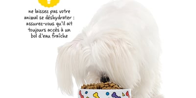Comment bien Nourrir votre Chien