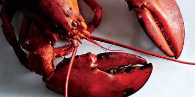 Comment cuire un homard Comment cuire un homard