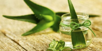 Comment Cultiver de L’aloe Vera à la Maison ?