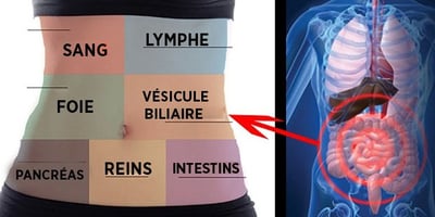 Comment Détoxifier Chaque Organe pour ne plus Être Malade ou Fatigué Comment Détoxifier Chaque Organe pour ne plus Être Malade ou Fatigué