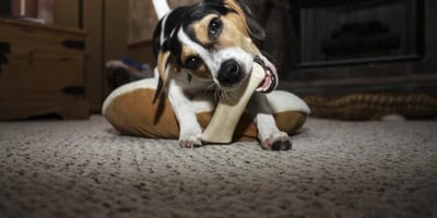 Comment Empêcher un Chien de Mordre