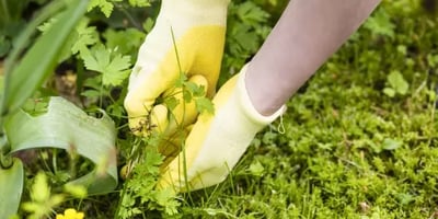 Comment Éviter et Éliminer Efficacement les Mauvaises Herbes dans Votre Jardin