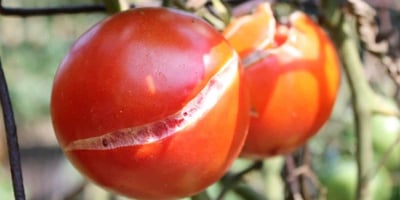 Comment Éviter que les Tomates du Jardin Fendent Comment Éviter que les Tomates du Jardin Fendent