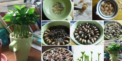 Comment faire Pousser un Citronnier dans une Tasse