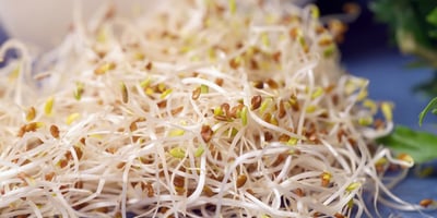 Comment Faire ses Germinations et ses Pousses