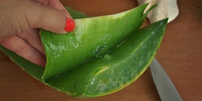 Comment Faire votre Propre Gel D’Aloe Vera