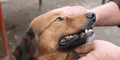 Comment Prévenir les Tiques chez son Chien