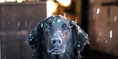 Comment Protéger mon Animal durant L’hiver?