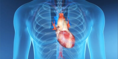 Comment Renforcer les Valves Cardiaques Comment Renforcer les Valves Cardiaques