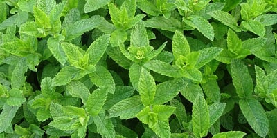 Comment se Débarrasser des Araignées de votre Maison en Utilisant L’huile Essentielle de Menthe Comment se Débarrasser des Araignées de votre Maison en Utilisant L’huile Essentielle de Menthe