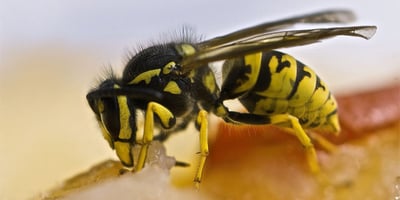 Comment se Débarrasser des Guêpes et Abeilles à la Maison Comment se Débarrasser des Guêpes et Abeilles à la Maison