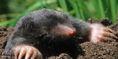 Comment Se Débarrasser Des Taupes Au Sol