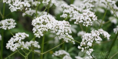 Comment Utiliser la Valériane ? Comment Utiliser la Valériane ?