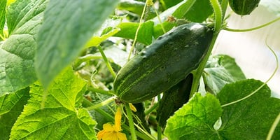 Concombre, Comment le Planter et le Cultiver?